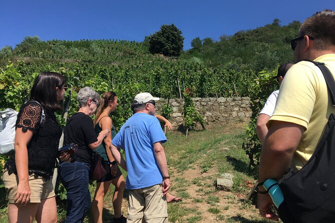 Northern Rhône Valley Wine Half Day Tour From Lyon - Key Points