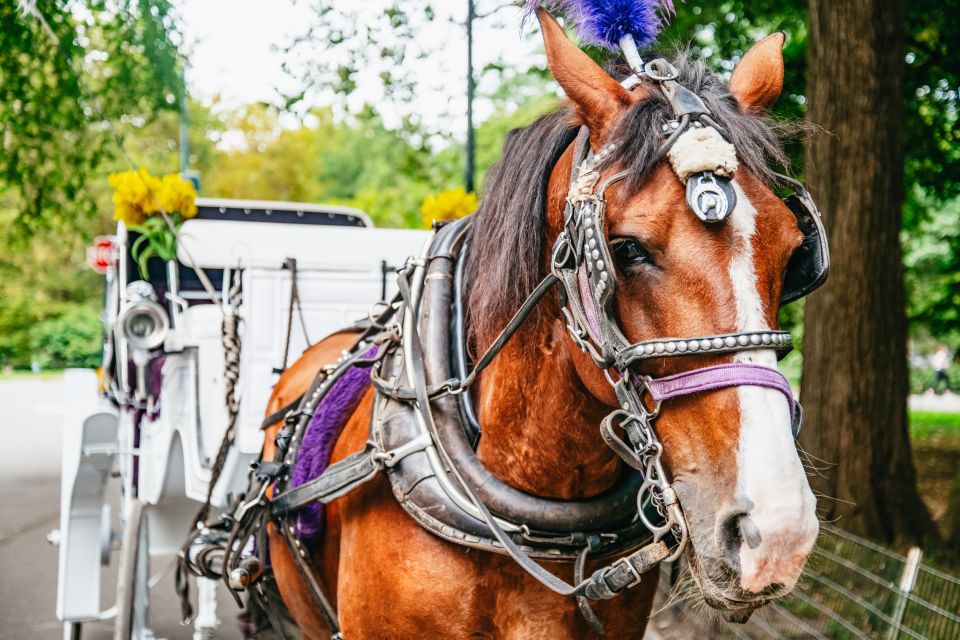 NYC: Guided Central Park Horse Carriage Ride - Key Points