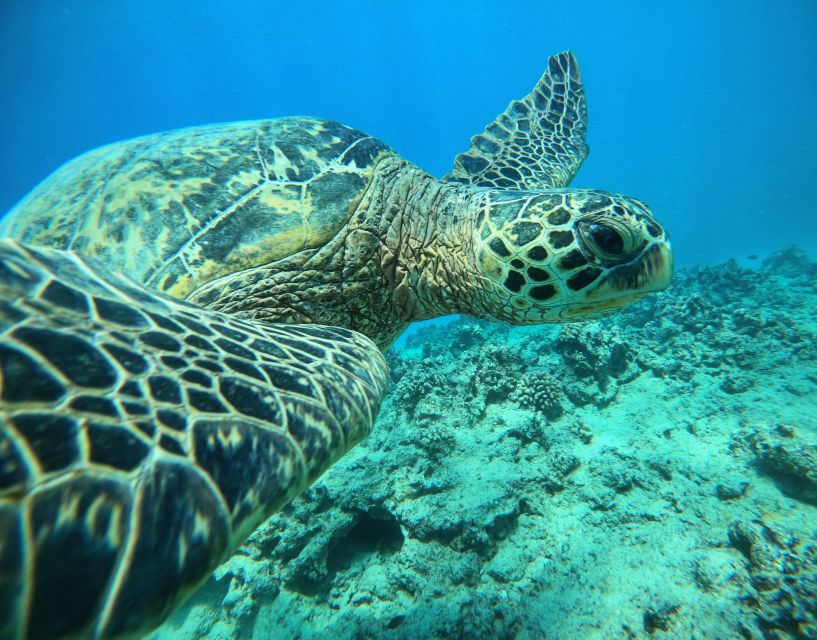 Oahu: Honolulu Turtle Canyon Snorkeling Tour - Key Points