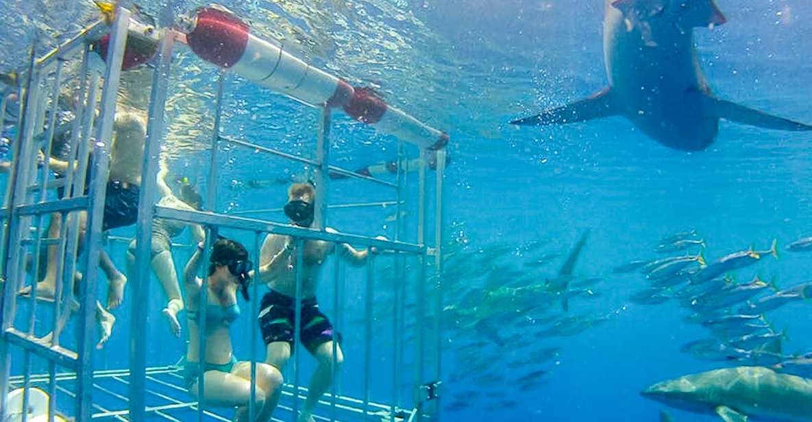 Oahu: Shark Cage Dive on the North Shore - Key Points