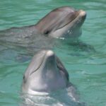 ocho rios dolphin cove tickets Ocho Rios: Dolphin Cove Tickets