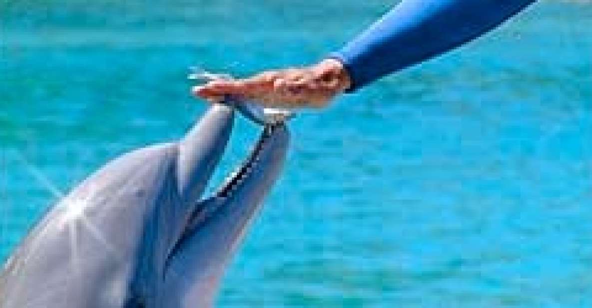 Ocho Rios: Half Day Dolphin Training - Just The Basics