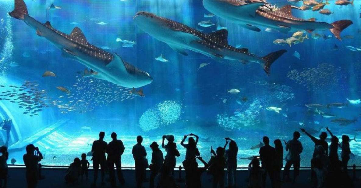 Okinawa Churaumi Aquarium Admission Ticket - Good To Know