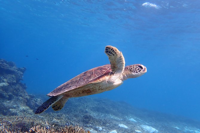 [Okinawa Miyako] Swim in the Shining Sea! Sea Turtle Snorkeling - Just The Basics