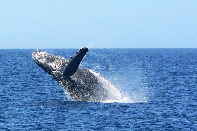 Okinawa Whale Watching From Naha - Key Points