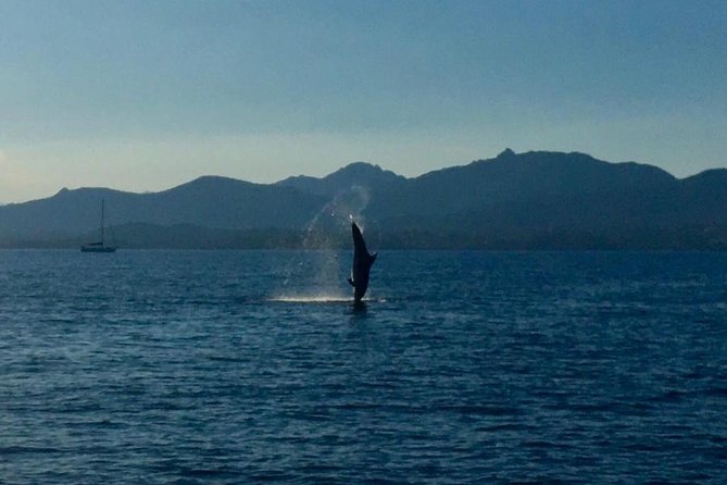 Olbia Bay Dolphin-Watching Boat Tour - Just The Basics