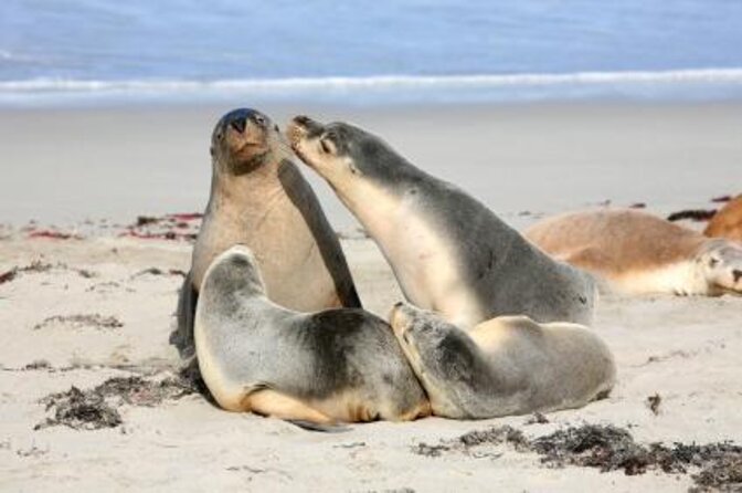 One Day Kangaroo Island Sip & See Tour With Return Ferry Transfers From Adelaide - Key Points