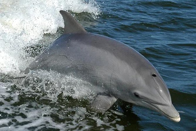 Orange Beach Dolphin Eco Boat Tour - Just The Basics