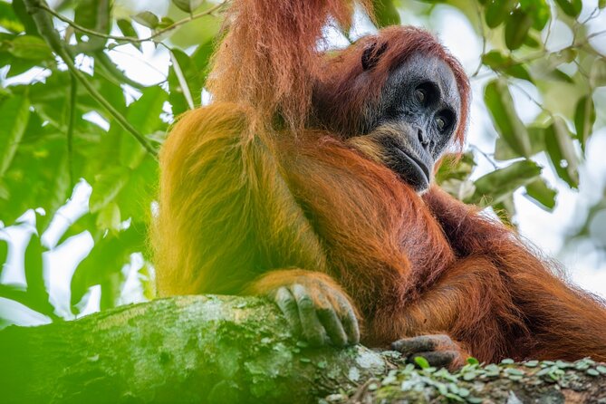 Orangutan Jungle Trek: 3 Day Adventure in Bukit Lawang, Sumatra - Key Points