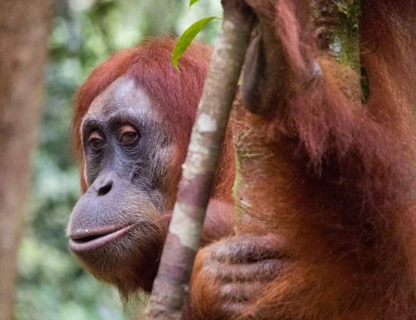 Orangutan Tour : Jungle Trekking in Sumatra - Key Points