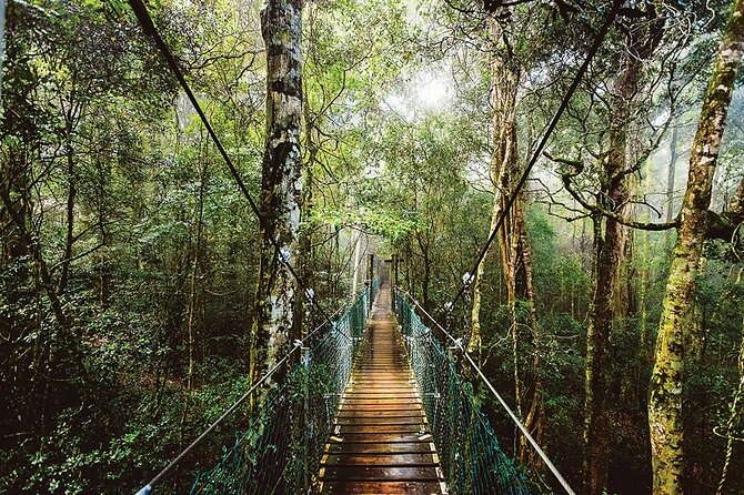 Oreillys & Lamington National Park From Gold Coast - Key Points