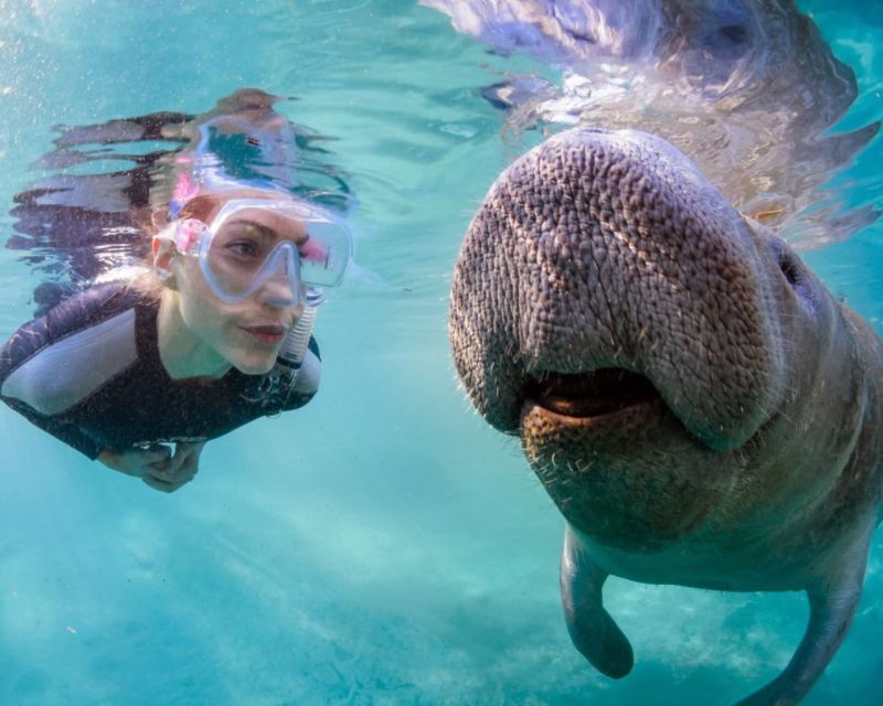 Orlando: Manatee Encounter, Snorkeling, and Airboat Ride - Key Points