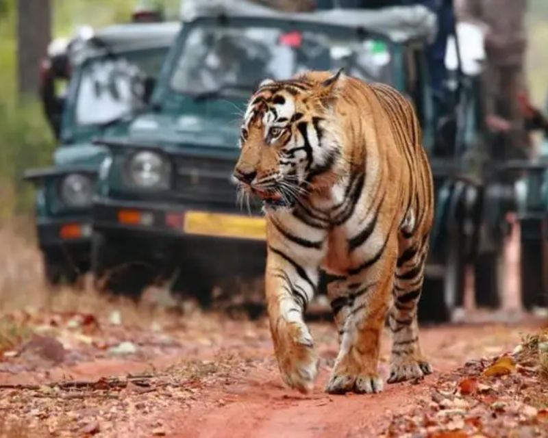 Overnight Private Tour: Jaipur - Ranthambore Tiger Safari - Key Points