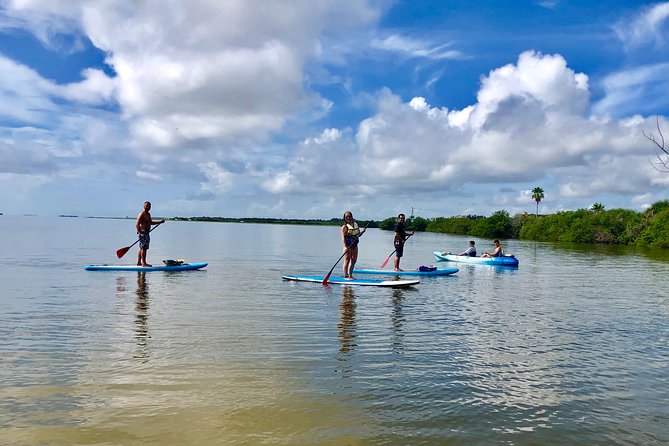 Paddle Board or Kayak Eco Dolphin Manatee Tour - Tour Highlights