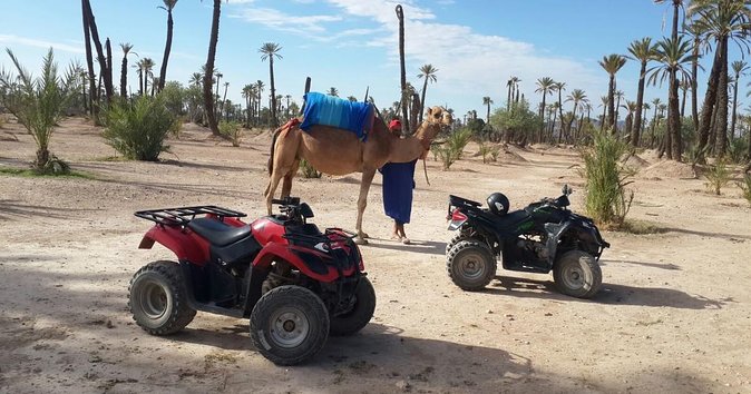 Palm Grove Quad Bike and Camel Ride Tour - Key Points