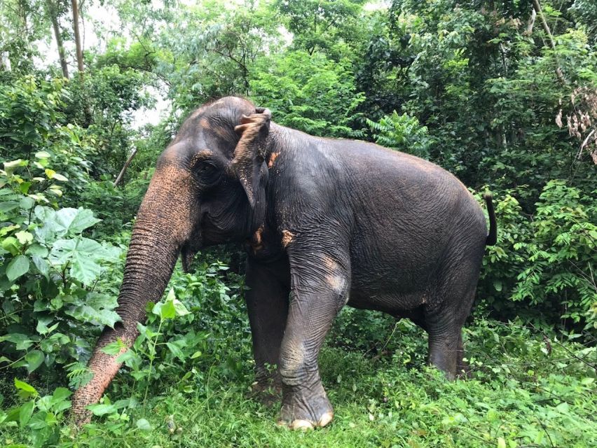 Pattaya: Ethical Elephant Sanctuary Interactive Tour - Key Points