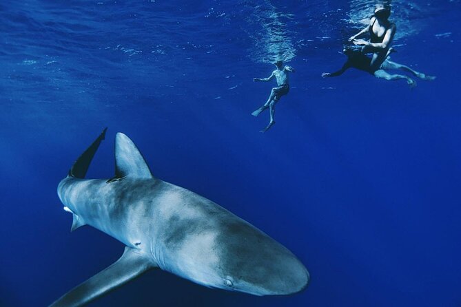 Pelagic Shark Dive Tour - Just The Basics