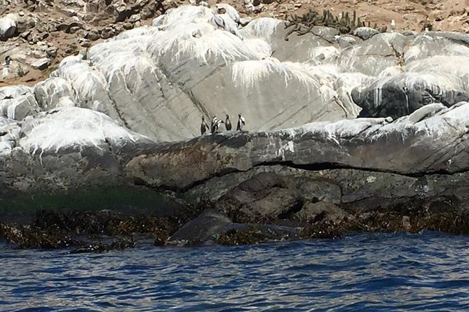 Penguins Watching Navigation Cachagua Island& Lunch From SANTIAGO - Tour Overview