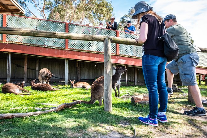 Phillip Island, Penguins, Koalas & Wildlife Tour - From Melbourne - Key Points