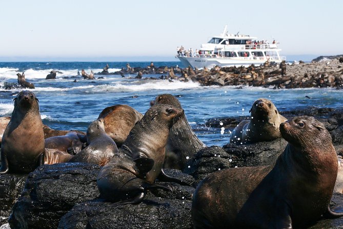 Phillip Island Seal-Watching Cruise - Just The Basics