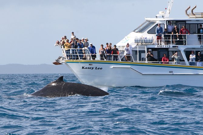 Phillip Island Whale Watching Tour - Key Points