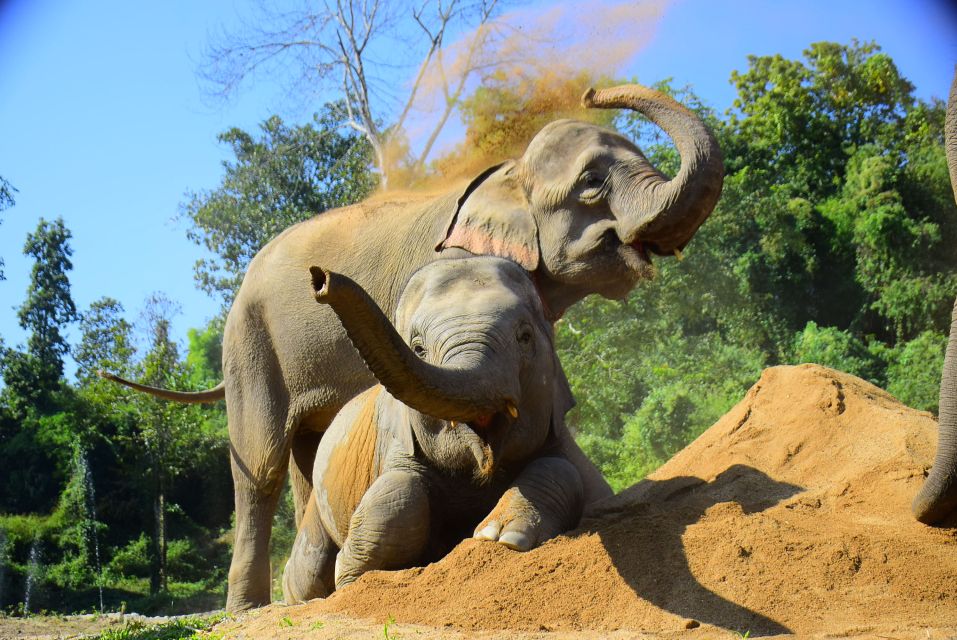 Phuket: Elephant Feeding Program - Key Points