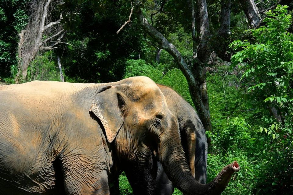 Phuket: Elephant Jungle Sanctuary Full-Day Experience - Key Points