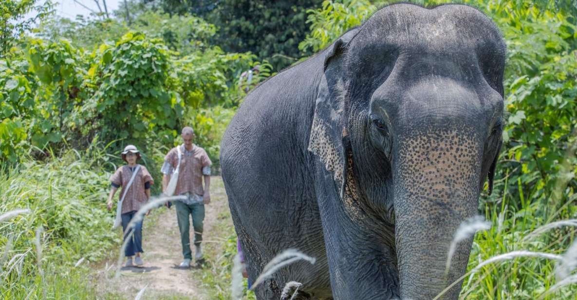 Phuket: Elephant Sanctuary Small Group Tour - Key Points