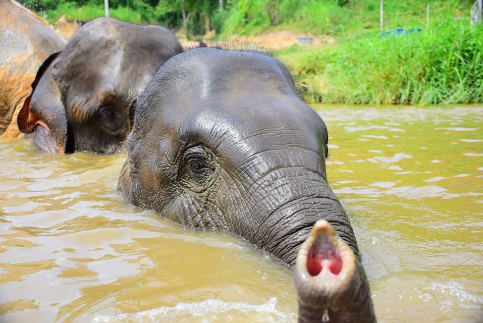 Phuket: Elephant Save & Care Program Tour - Key Points