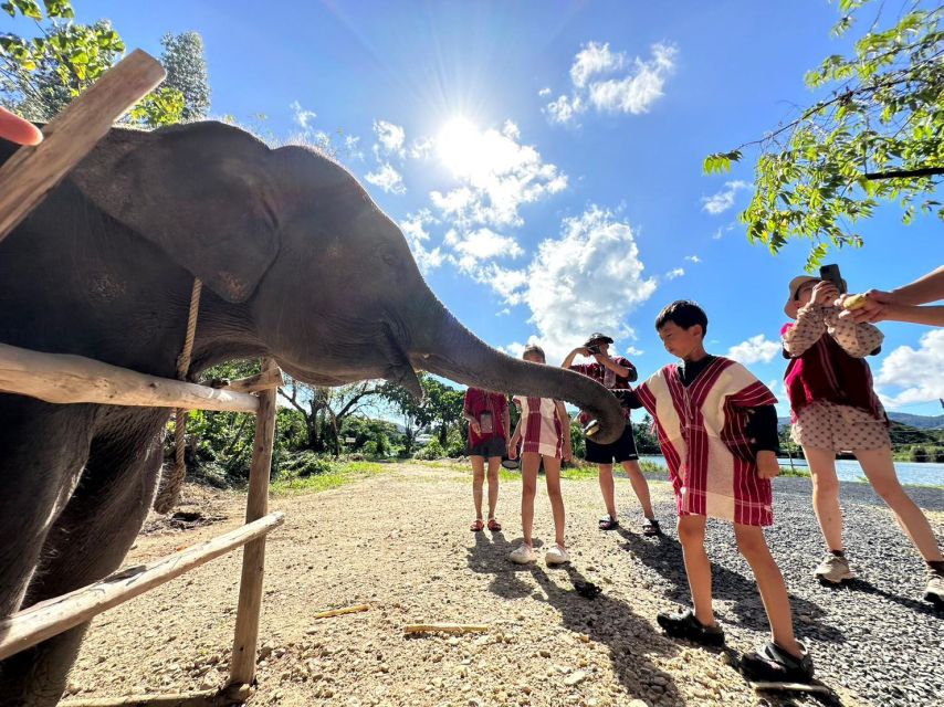 Phuket: Half-Day Elephant Experience With Lunch and Pickup - Key Points