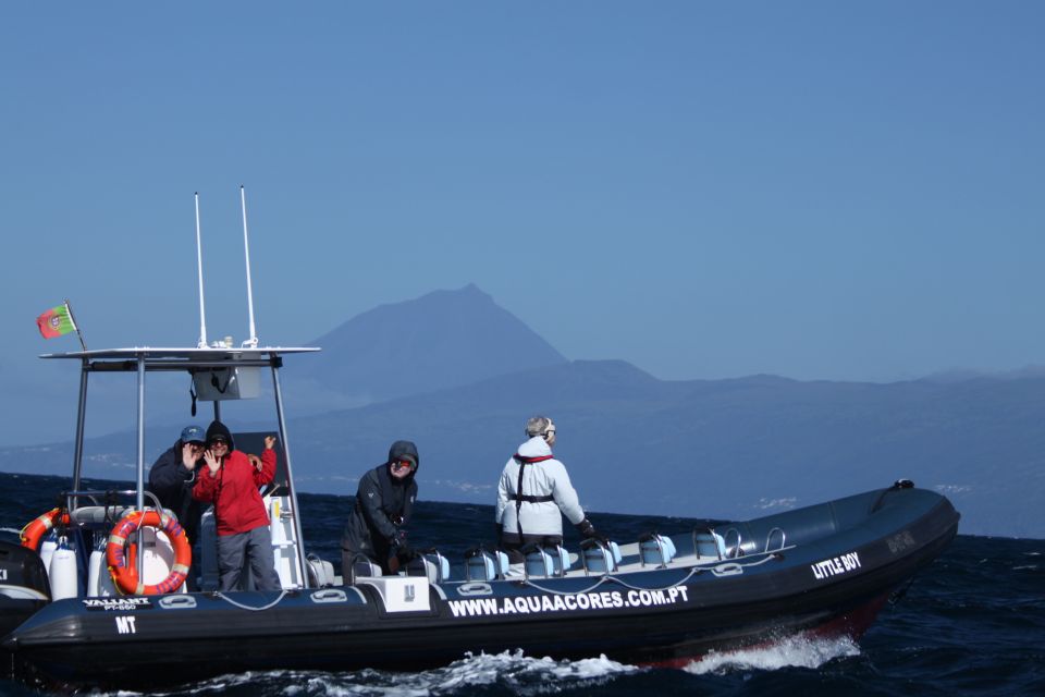 Pico Island: Azores Whale & Dolphin Watching on Zodiac Boat - Key Points
