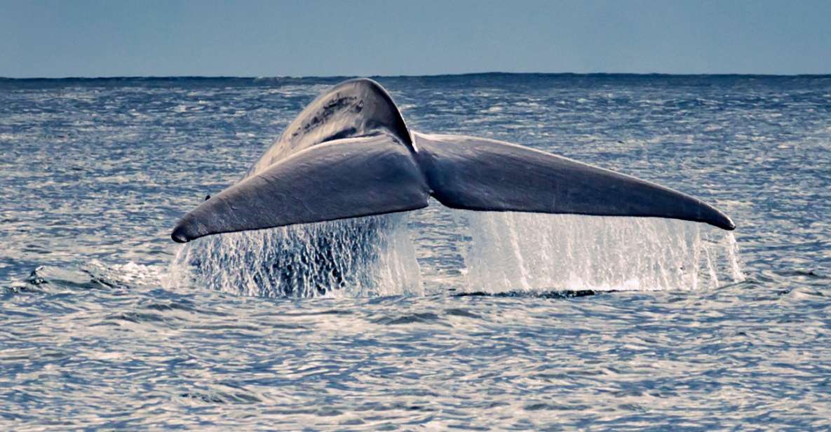 Pico Island: Whale Watching Boat Tour With Biologist Guides - Key Points