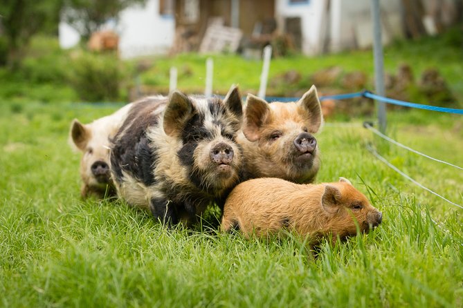 Pigs Are Grazing in the Waldviertel - Key Points