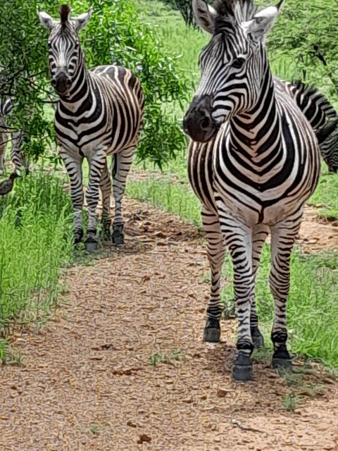 Pilanesberg Full Day Safari From Johannesburg - Just The Basics