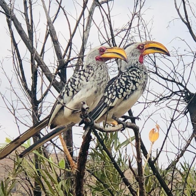 Pilanesberg Wildlife Safari From Johannesburg - Just The Basics