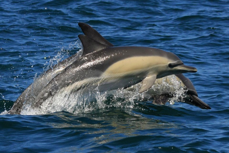 Plettenberg Bay: Dolphin & Marine Tours - Key Points
