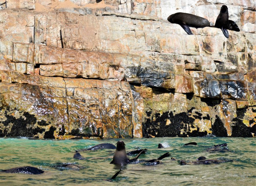 Plettenberg Bay: Seal Colony Viewing Excursion - Key Points