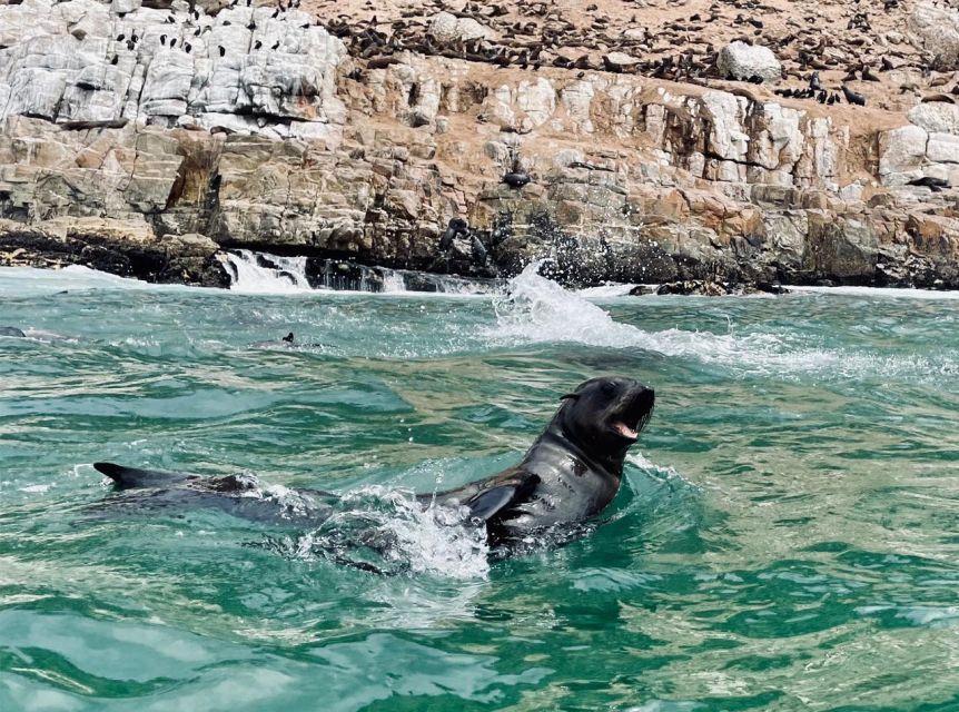 Plettenberg Bay: Seal Viewing Boat Trip - Key Points