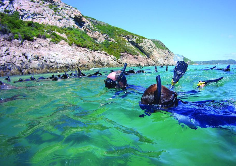 Plettenberg Bay: Swim With the Seals - Key Points