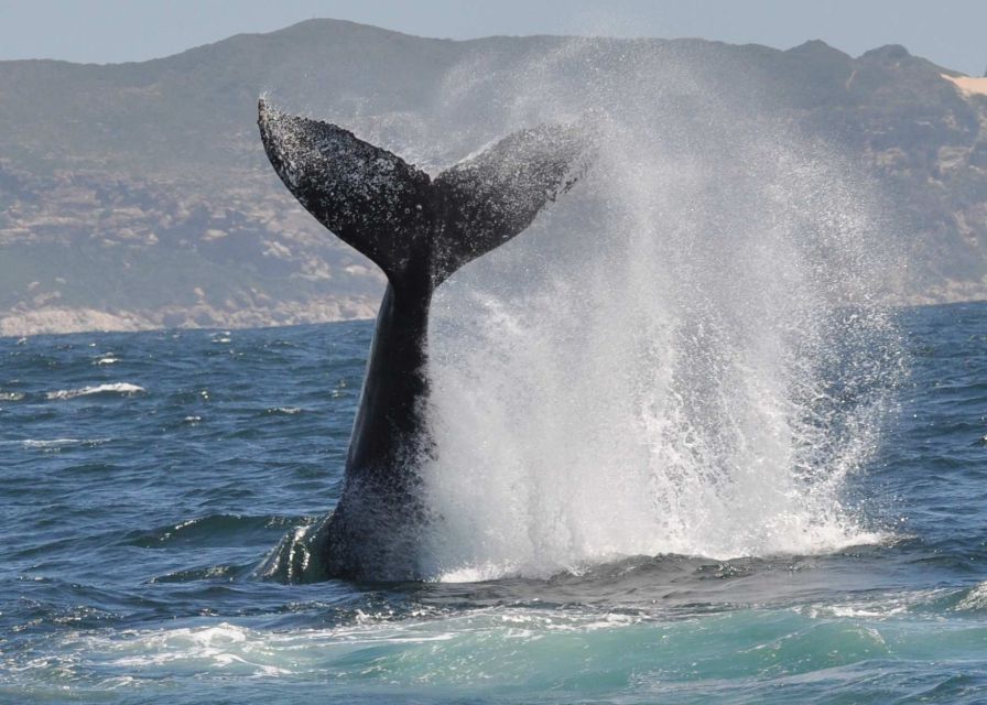 Plettenberg Bay: Whale-Watching Cruise - Key Points