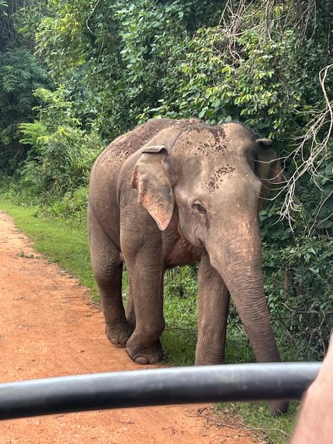 Polonnaruwa Sight Seeing Tour and Minneriya Elephant Safari - Key Points