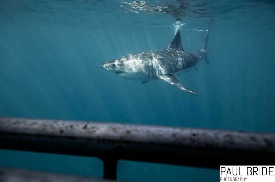 Port Elizabeth, South Africa, Great White Shark Cage Diving - Just The Basics