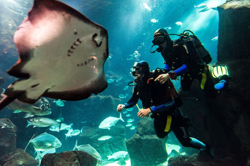 Porto Moniz: Diving With Sharks and Rays in Madeira Aquarium - Key Points