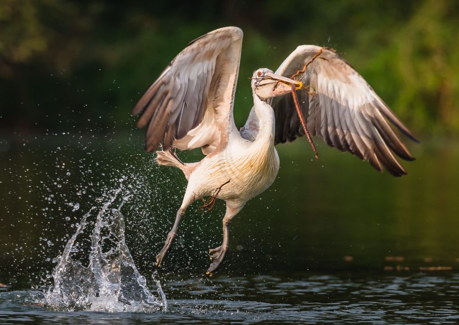 Prek Toal Bird Sanctuary and Great Lake Tour in Cambodia - Key Points