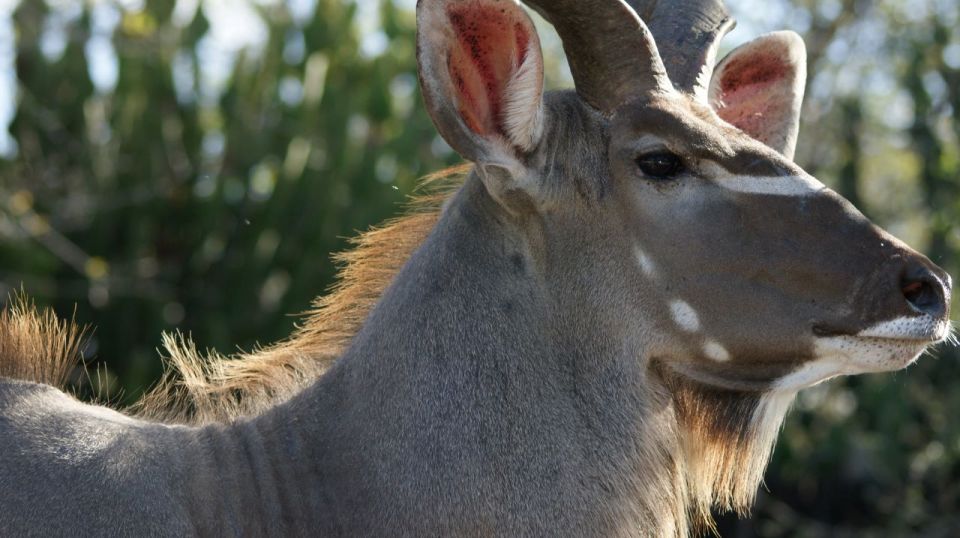 Premium Addo Elephant National Park Safari - Just The Basics