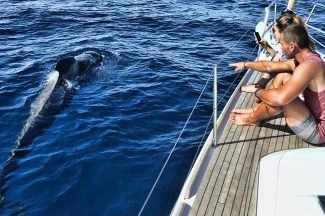 Premium All Inclusive Whale & Dolphin Watching Experience - Key Points