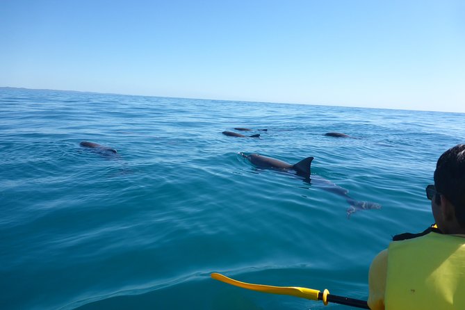 Private Double Island Wildlife Tour - Noosa - Key Points