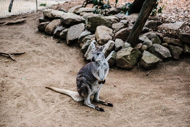 PRIVATE Featherdale Zoo Blue Mountains Scenic World in Luxury Car - Key Points