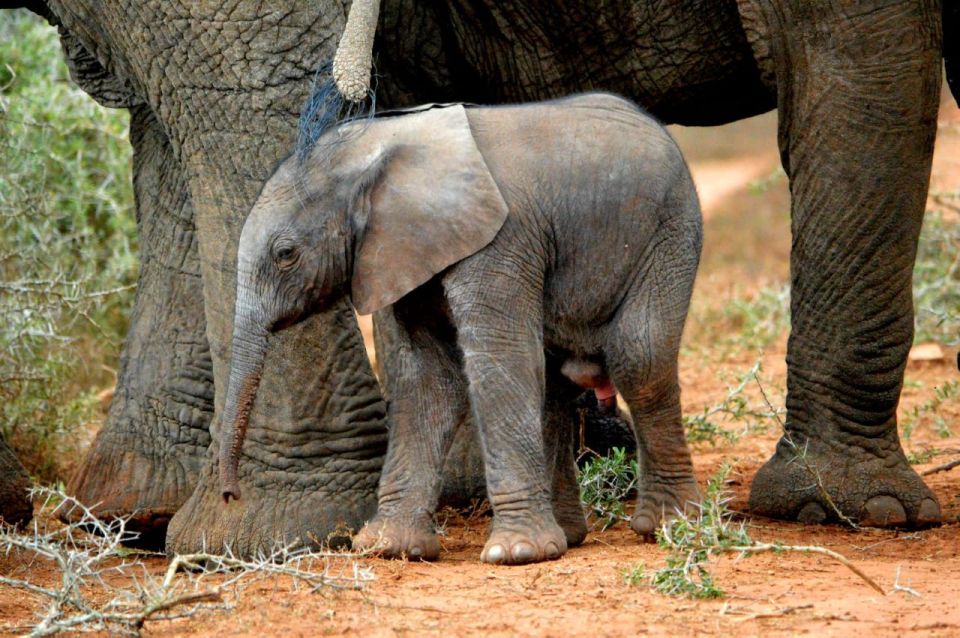 Private Full Day Addo Elephant National Park Safari - Just The Basics