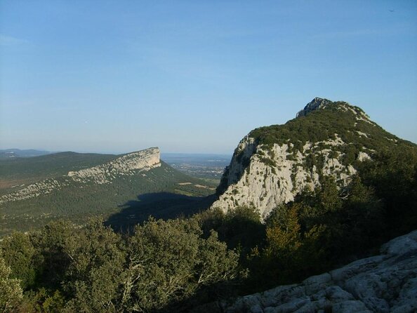 Private Full Day Pic Saint Loup Wine and Olive Tour With Lunch From Montpellier - Key Points